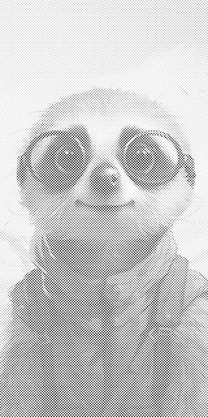 Erdmännchen mit Brille - Dottingo