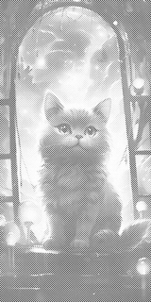 Katze im Fenster - Dottingo