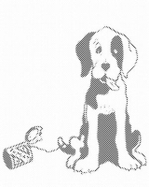 Schwarz-weißer Hund - Dottingo
