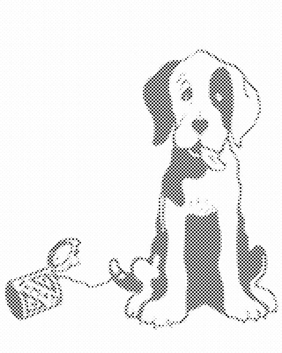 Schwarz-weißer Hund - Dottingo