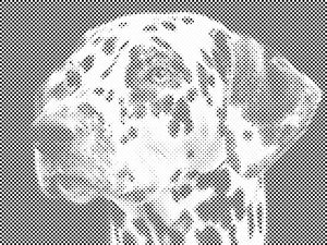 Dalmatiner - Dottingo