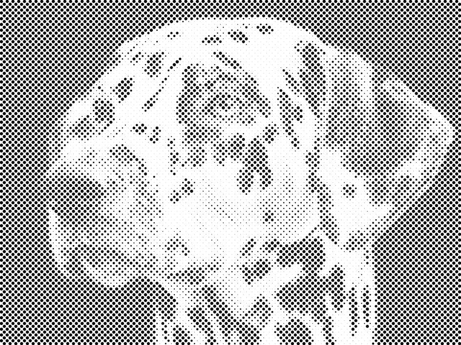 Dalmatiner - Dottingo