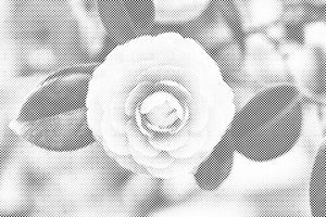 Kamelie - Dottingo