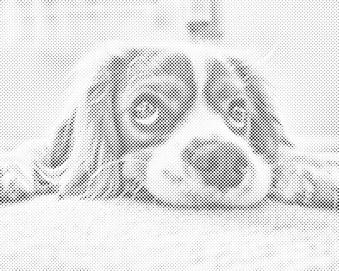 Süßer Hund - Dottingo