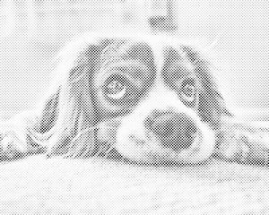 Süßer Hund - Dottingo