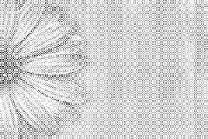 Lila Gerbera - Dottingo