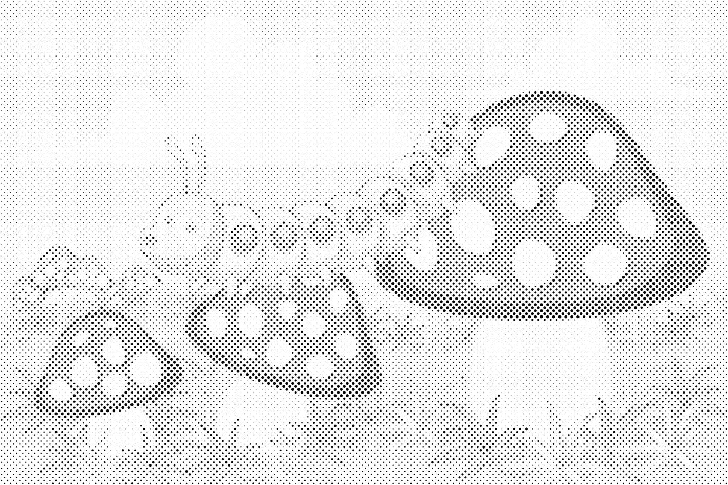 Raupe auf einem Fliegenpilz - Dottingo