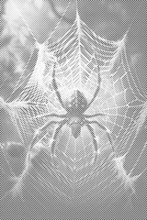 Spinne im Spinnennetz - Dottingo