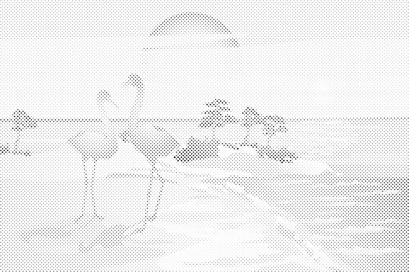 Pelikane am Strand - Dottingo