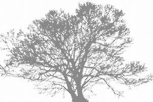Schwarz-weißer Baum - Dottingo