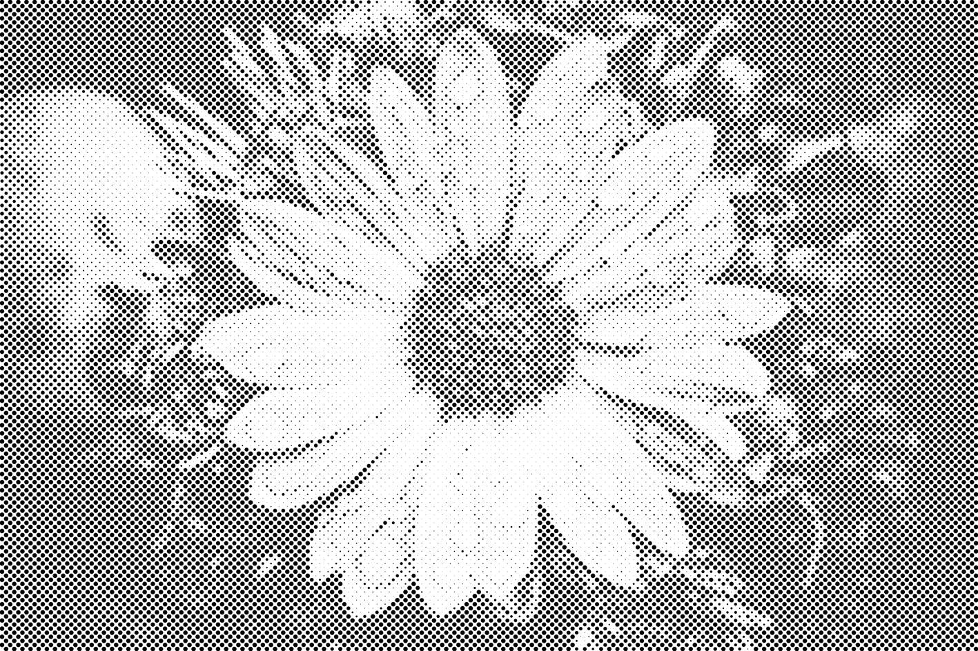 Sonnenblume - Dottingo