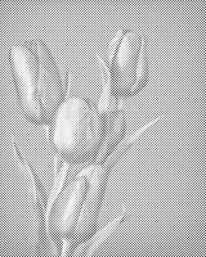 Lila Tulpen - Dottingo