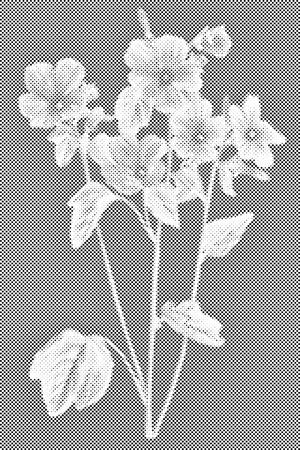 Vintage Blumen - Dottingo
