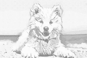 Fröhlicher Hund - Dottingo