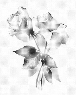 Vintage Rosen 2 - Dottingo