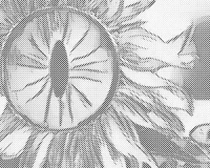 Sonnenblumenauge - Dottingo