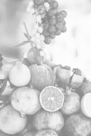 Kokos und Obst - Dottingo