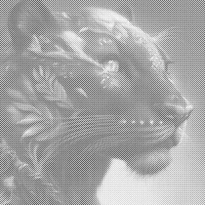 Schwarzer Puma - Dottingo