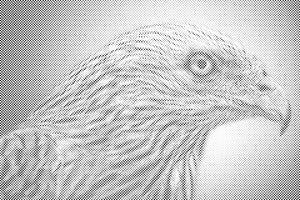 Adler - Dottingo