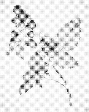 Vintage Brombeeren - Dottingo
