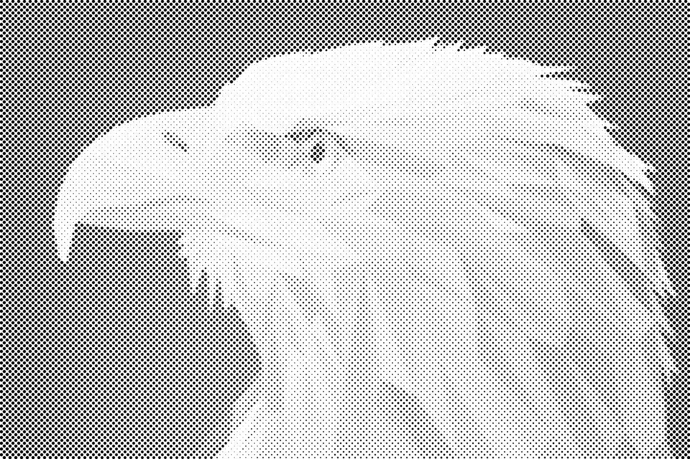 Adler mit gelbem Schnabel - Dottingo