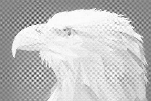 Adler mit gelbem Schnabel - Dottingo