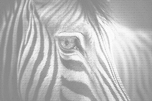 Zebra aus Nahsicht - Dottingo
