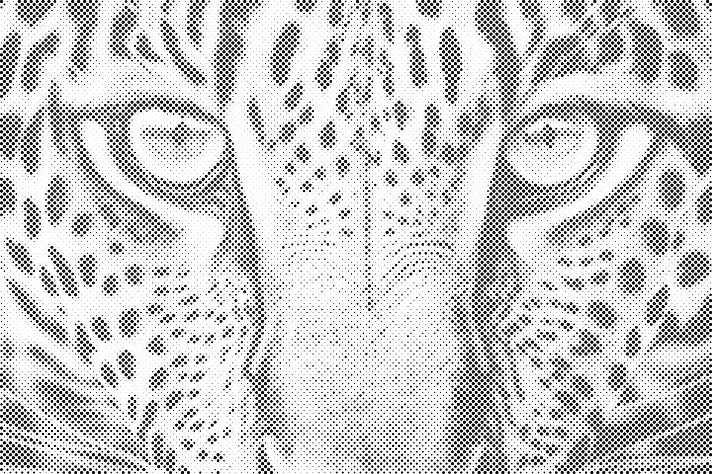 Leopard aus Nahsicht - Dottingo