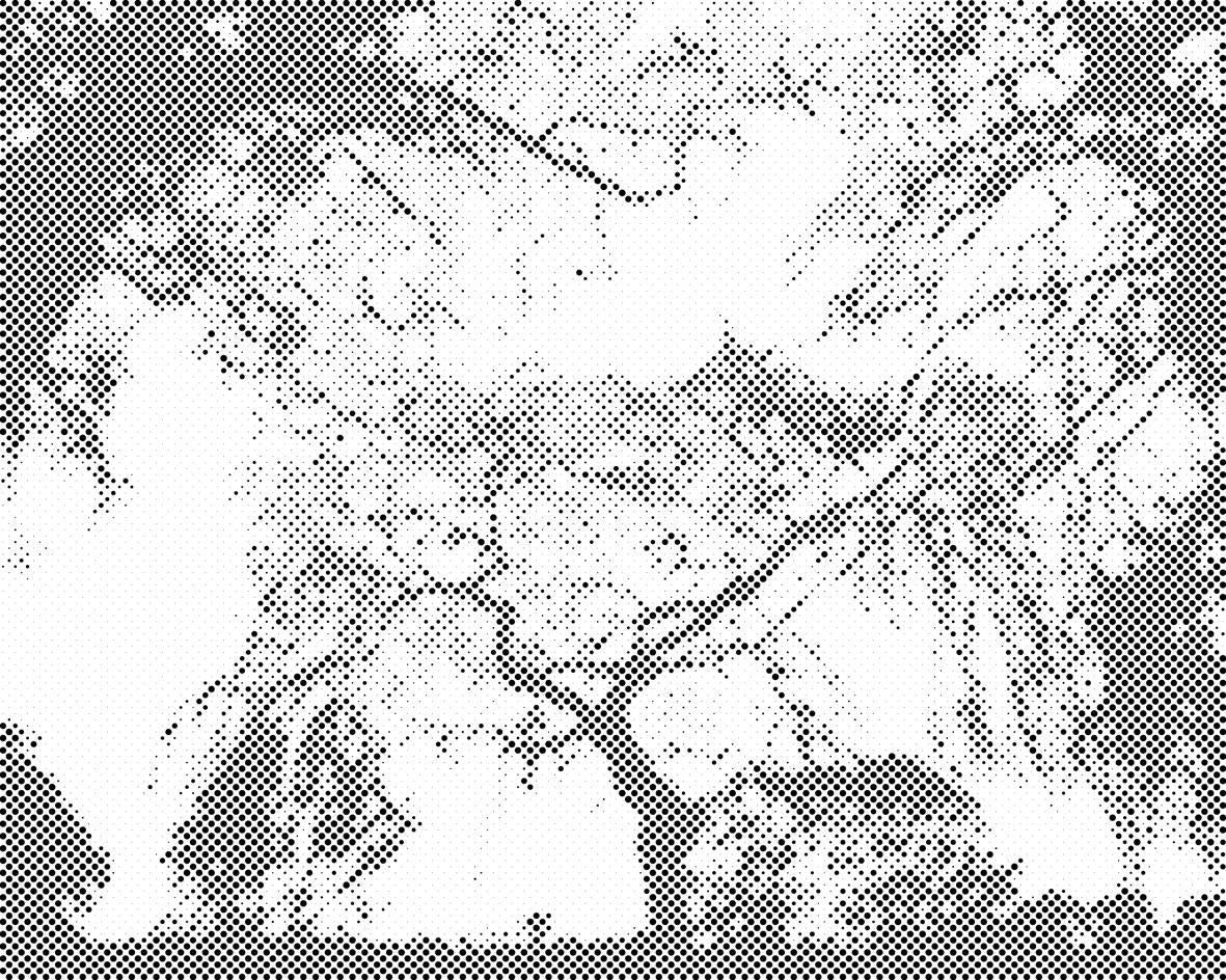Silhouette von Bäumen - Dottingo