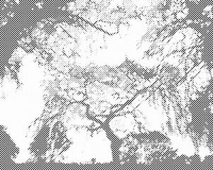 Silhouette von Bäumen - Dottingo