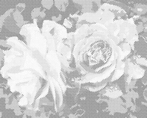 Rosen, Schönheitsblumen - Dottingo