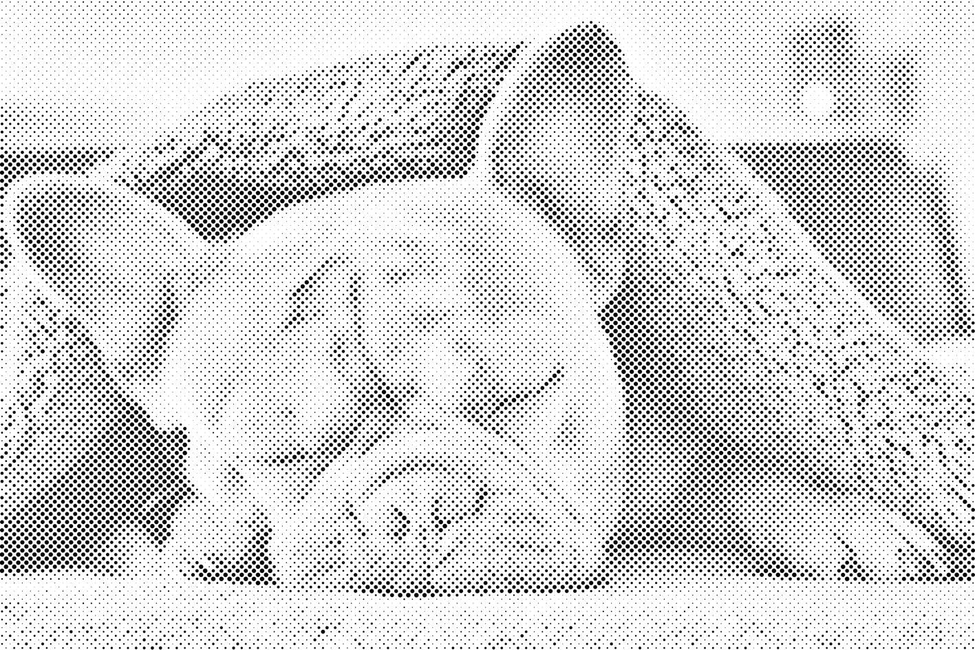 Müde Bulldogge - Dottingo