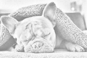 Müde Bulldogge - Dottingo