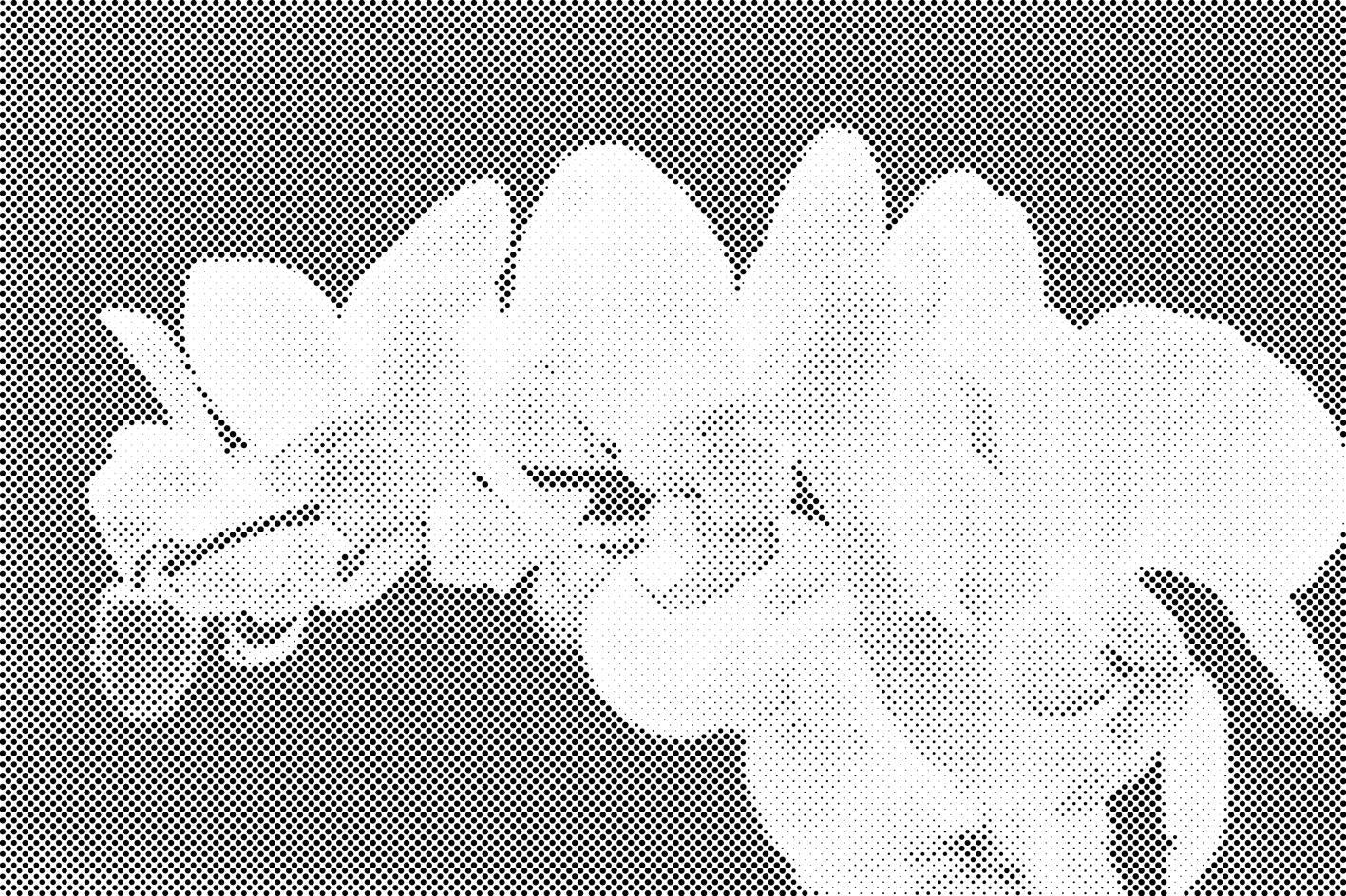 Weiße Orchidee 2 - Dottingo