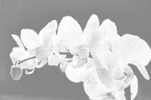 Weiße Orchidee 2 - Dottingo