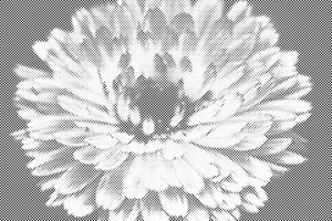 Frühlingsblume - Dottingo
