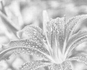 Wassertropfen auf einer Lilienblume - Dottingo