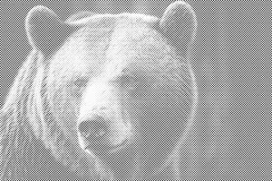 Grizzlybär - Dottingo