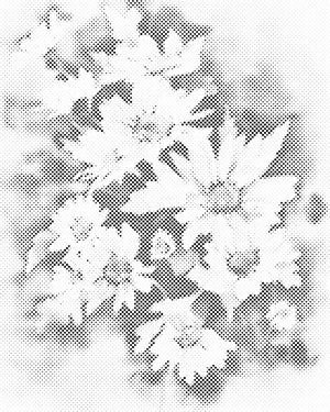 Herbstblume, Astra weiß - Dottingo