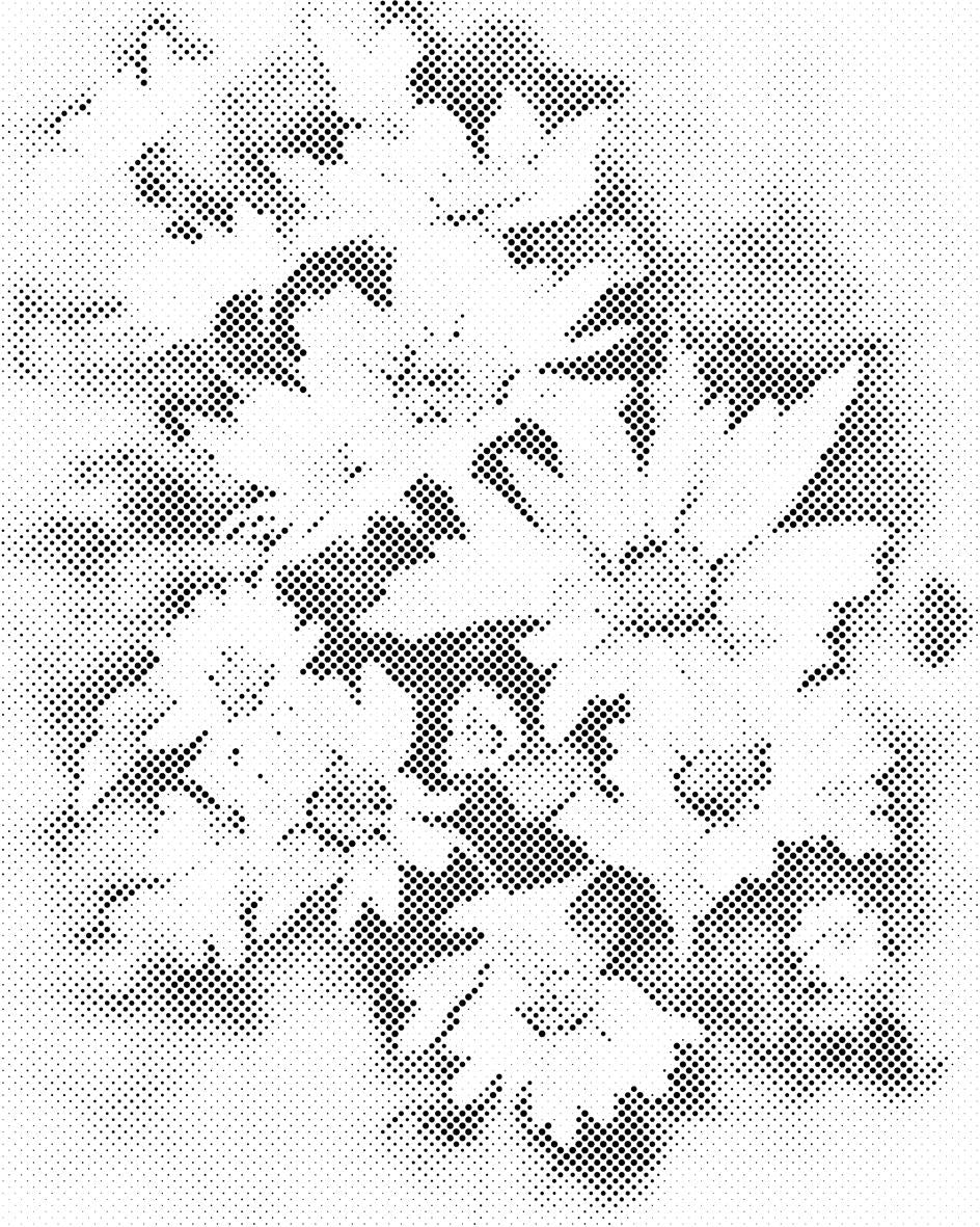 Herbstblume, Astra weiß - Dottingo