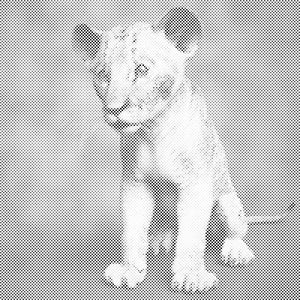 Kleiner Simba - Dottingo