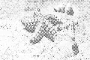Seestern im Sand - Dottingo