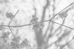 Blühender Baum 2 - Dottingo