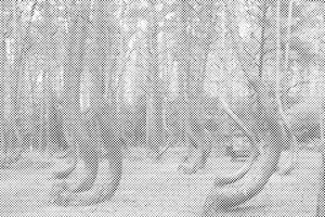 Schiefer Wald - Dottingo