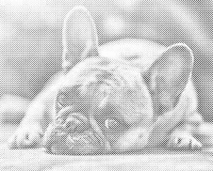 Bulldogge - Dottingo