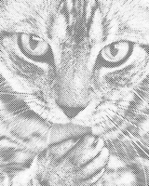 Niedliche Katze - Dottingo