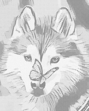 Schmetterling und Husky - Dottingo