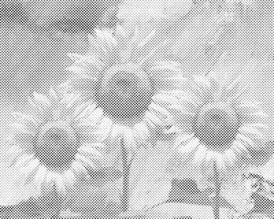 Sonnenblumen im Studio - Dottingo