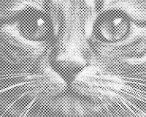 Der Blick einer Katze - Dottingo