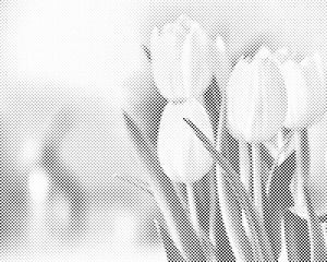 Weiße Tulpen - Dottingo